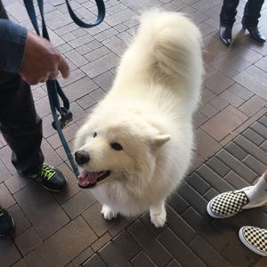 Meet your Posher, Isabel